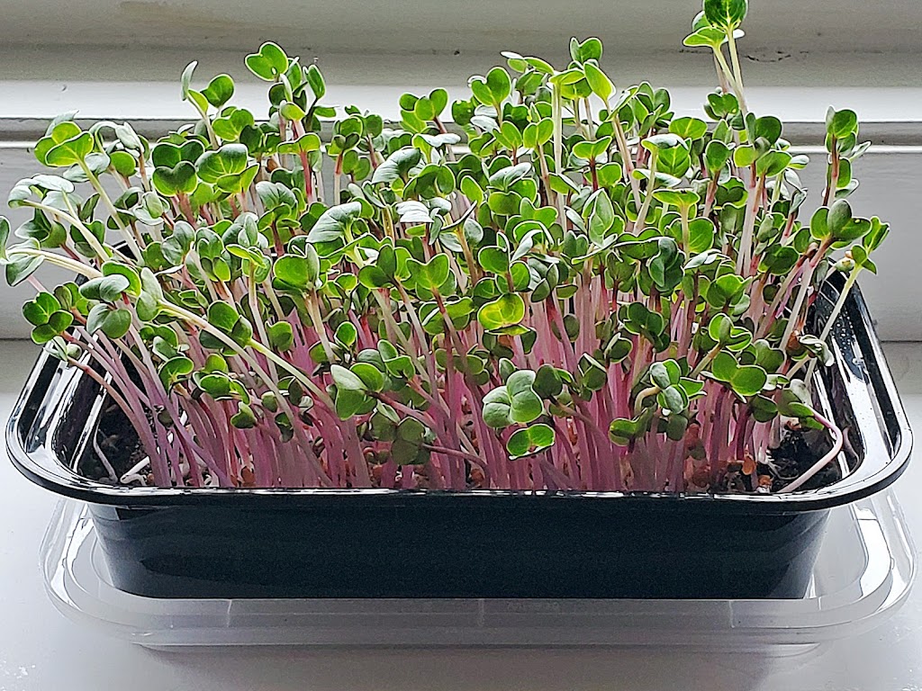 MSVFarm Microgreen kits | 109 Robin Ave, Charlottetown, PE C1A 8M5, Canada | Phone: (902) 314-1335