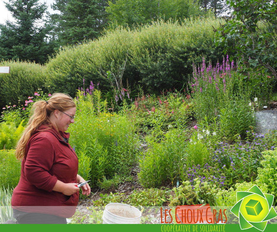 Les Choux Gras, Cooperative Solidarité | 53 Route Saint-Gérard, 155 Rue Commerciale, Saint-Damien-de-Buckland, QC G0R 2Y0, Canada | Phone: (581) 997-1824