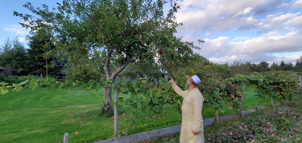 Nijjer Berry Farms | 6271 No 5 Rd, Richmond, BC V6Y 2V1, Canada | Phone: (604) 276-0044