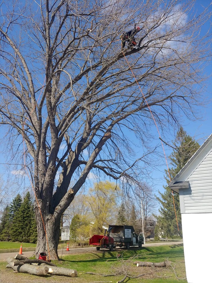 Ben Girard Arboriculture - Services darbres Rawdon | 4171 Rue Petit, Rawdon, QC J0K 1S0, Canada | Phone: (514) 622-9833