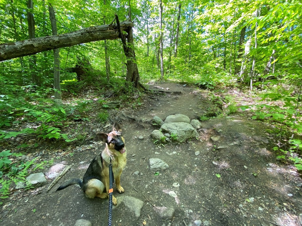 Promenade de chiens Saint-Basile | 1540 Bd du Millénaire, Saint-Basile-le-Grand, QC J3N 1X3, Canada | Phone: (450) 881-2150