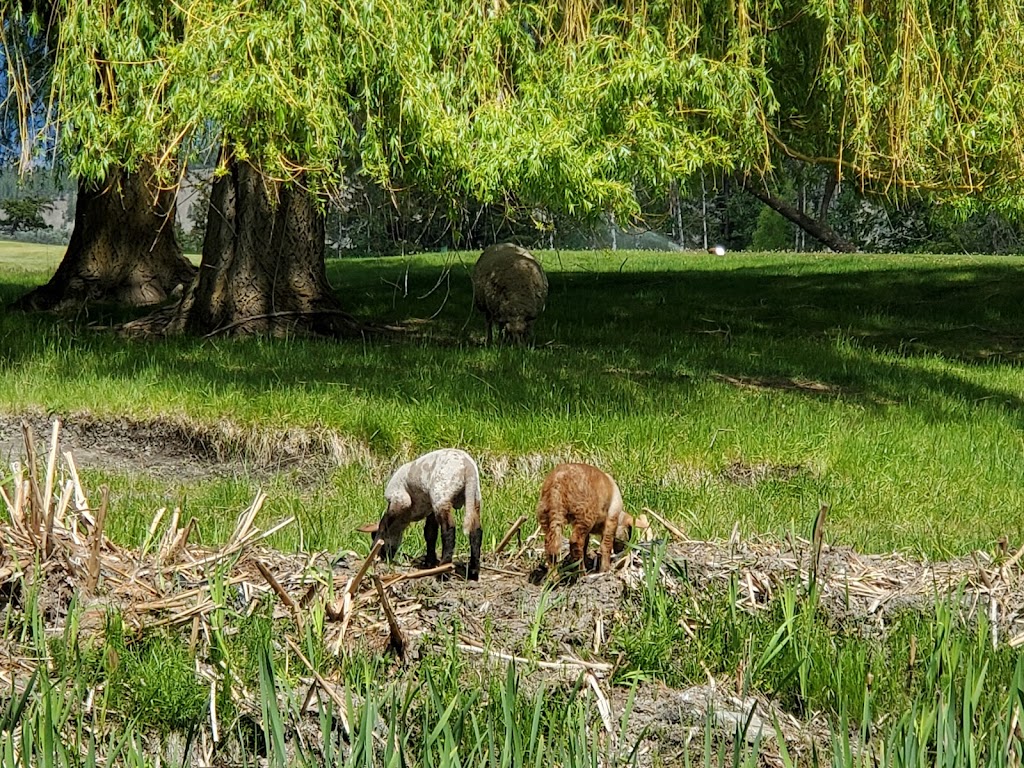 Sheep Pasture Golf Course | 5000 Texas Creek Rd, Lillooet, BC V0K 1V0, Canada | Phone: (250) 256-0550