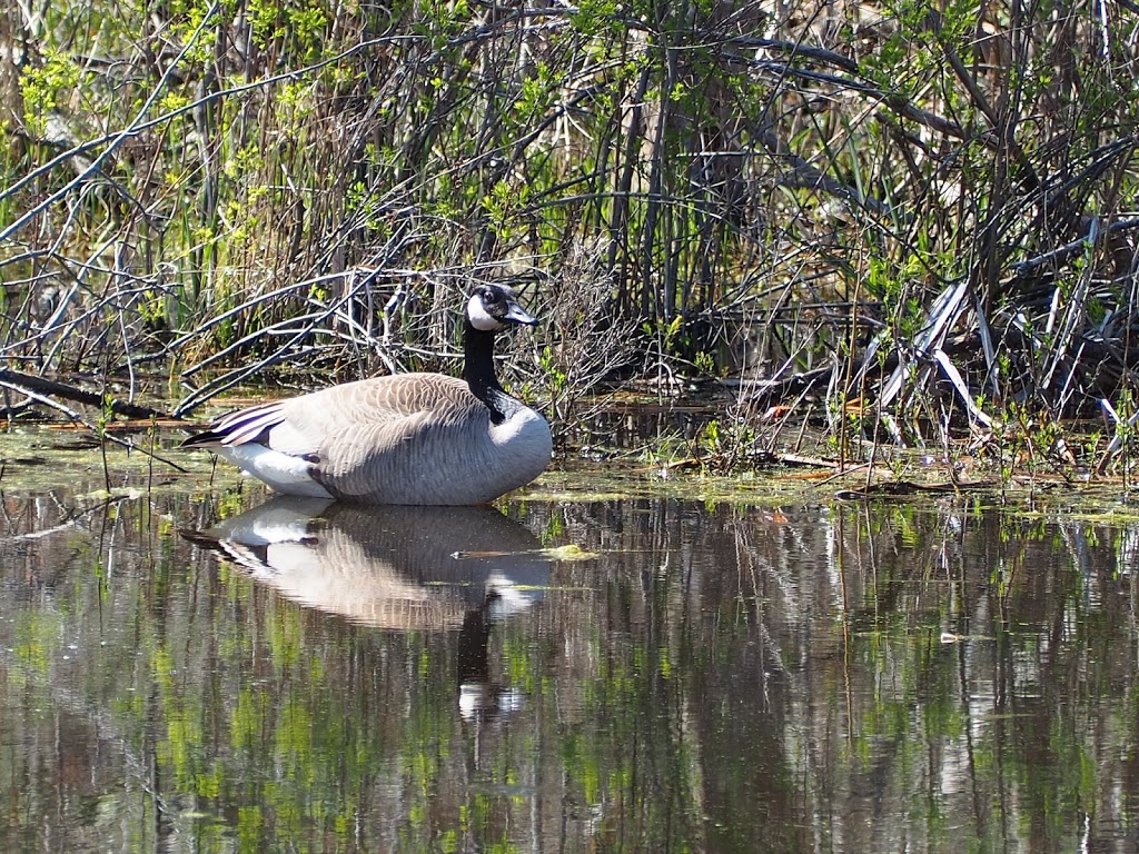 Heartland Forest Nature Experience | 8215 Heartland Forest Rd, Niagara Falls, ON L2H 0L5, Canada | Phone: (905) 356-7384