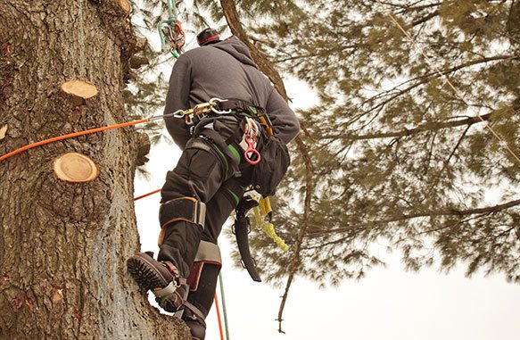 All Corners Tree and Lawn Care | 265 Barton St, Stoney Creek, ON L8E 2K4, Canada | Phone: (866) 309-7622