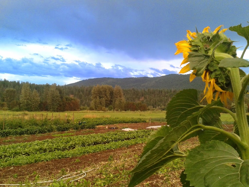 Roots Up! Vegetable Farm | 6133 VLA Rd, Chase, BC V0E 1M1, Canada | Phone: (778) 220-7578