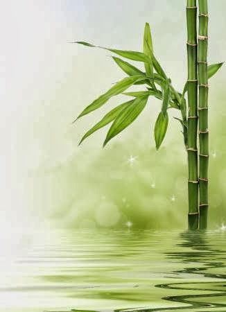 Bamboo Health | 340 Eagle St W #12, Newmarket, ON L3Y 7N1, Canada | Phone: (416) 616-5993