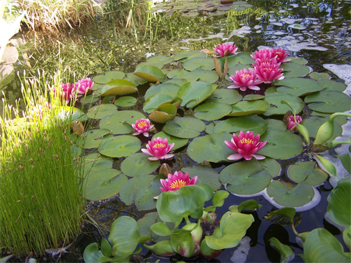 The Bloomin Bog Water Gardens | 22049 Hyde Park Rd N, Ilderton, ON N0M 2A0, Canada | Phone: (519) 666-0132