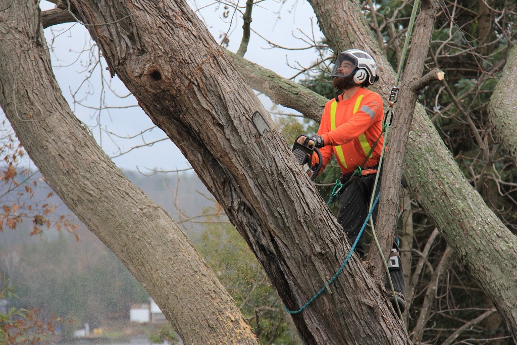 Treescape Certified Arborists | 586 Robinson Rd, Ennismore, ON K0L 1T0, Canada | Phone: (705) 745-1803