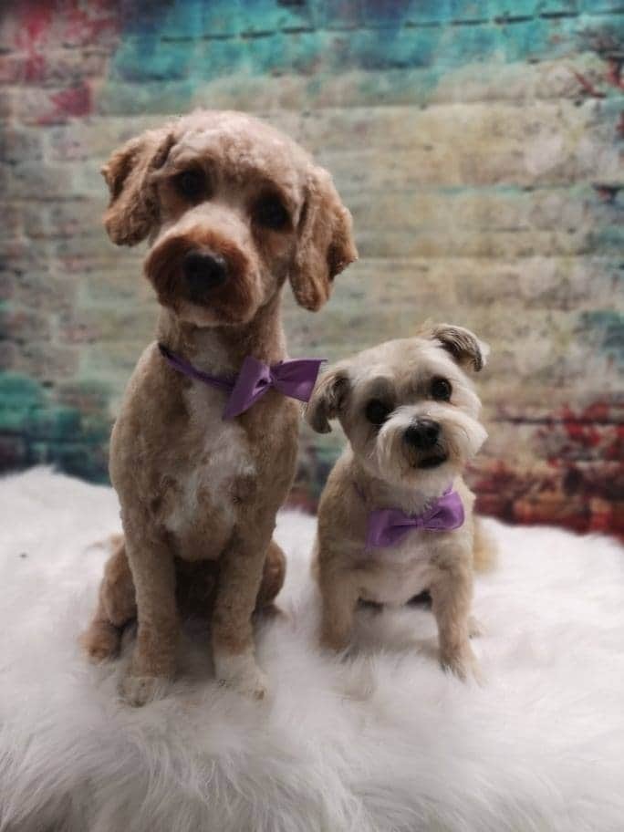 Pawlish pet spa | 2223 Hamilton Rd, Trenton, ON K8V 5P8, Canada | Phone: (613) 392-2831