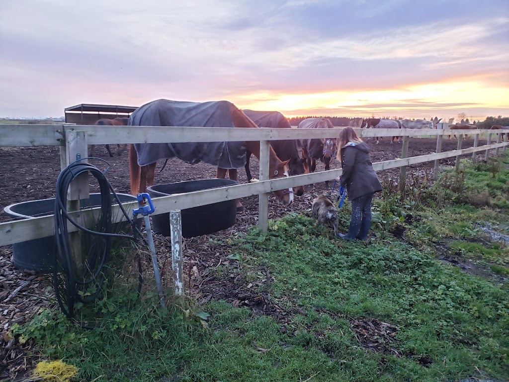 Sleepy Hollow Stables | 10706 59 Ave, Delta, BC V4K 3N3, Canada | Phone: (604) 802-2645