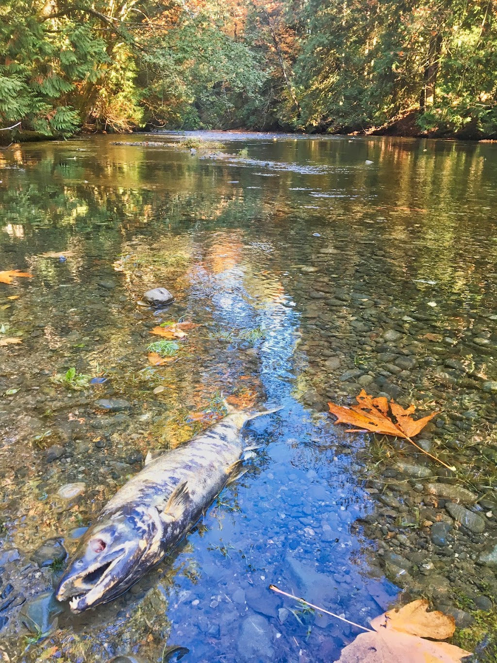 Nanaimo River Salmonid Enhancement Project | 2775 Rugby Rd, Nanaimo, BC V9X 1T2, Canada | Phone: (250) 245-7780