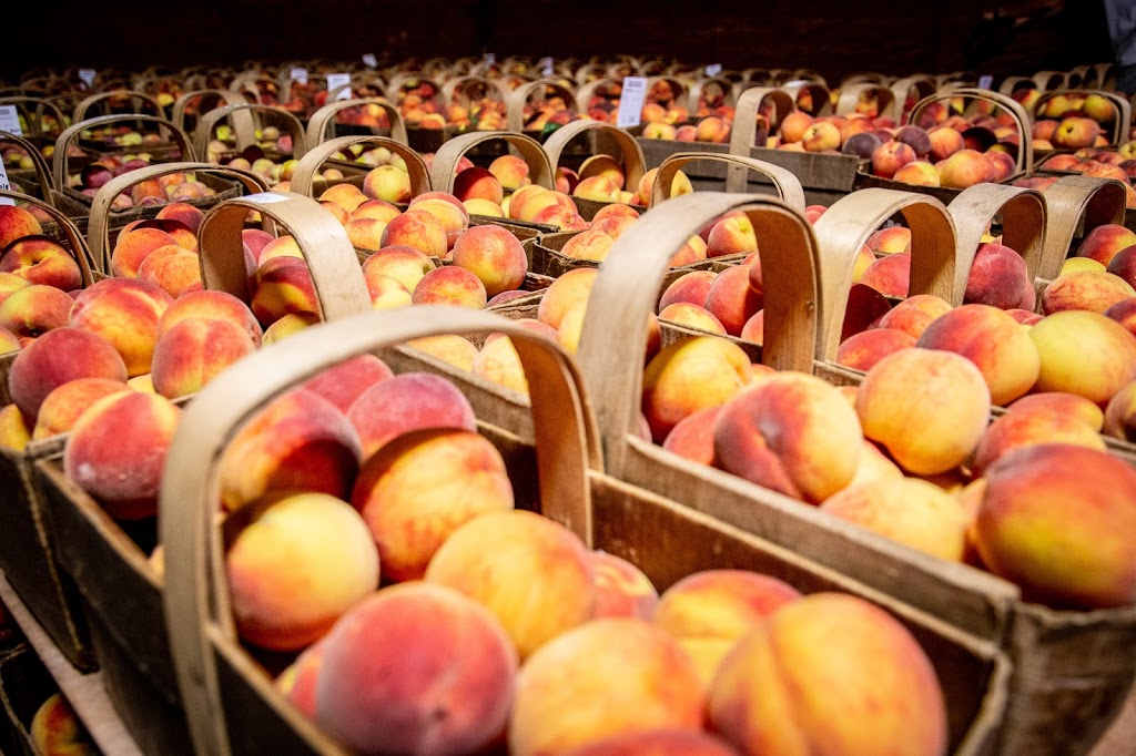 Delhaven Orchards | 8182 Talbot Trail, Blenheim, ON N0P 1A0, Canada | Phone: (519) 676-4475