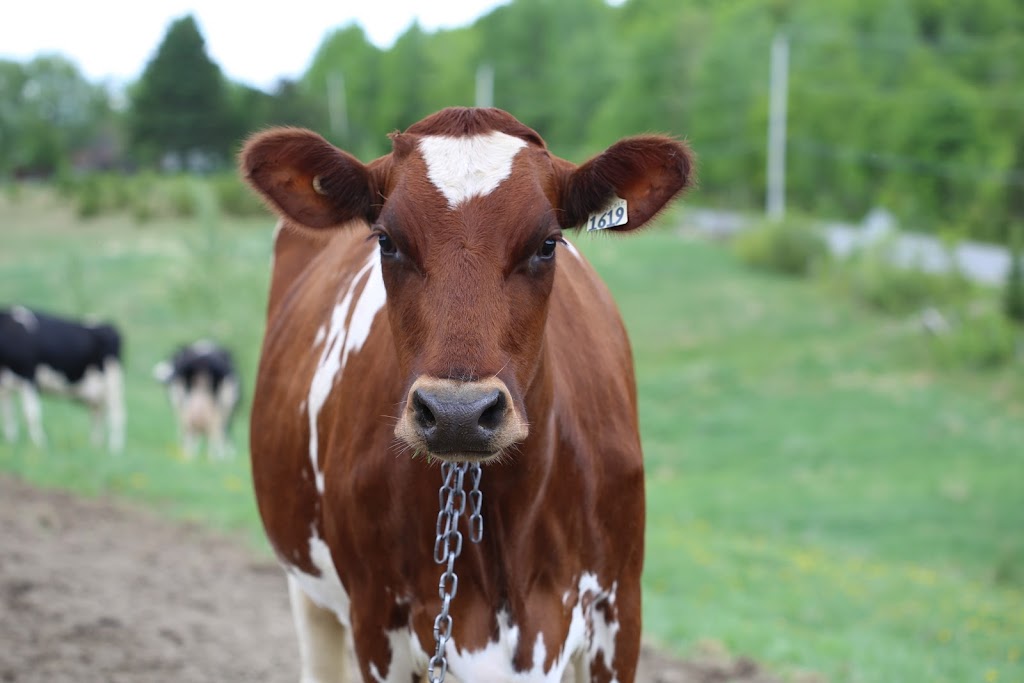 Ferme Fertilys | 860 QC-352, Sainte-Thècle, QC G0X 3G0, Canada | Phone: (418) 507-2697