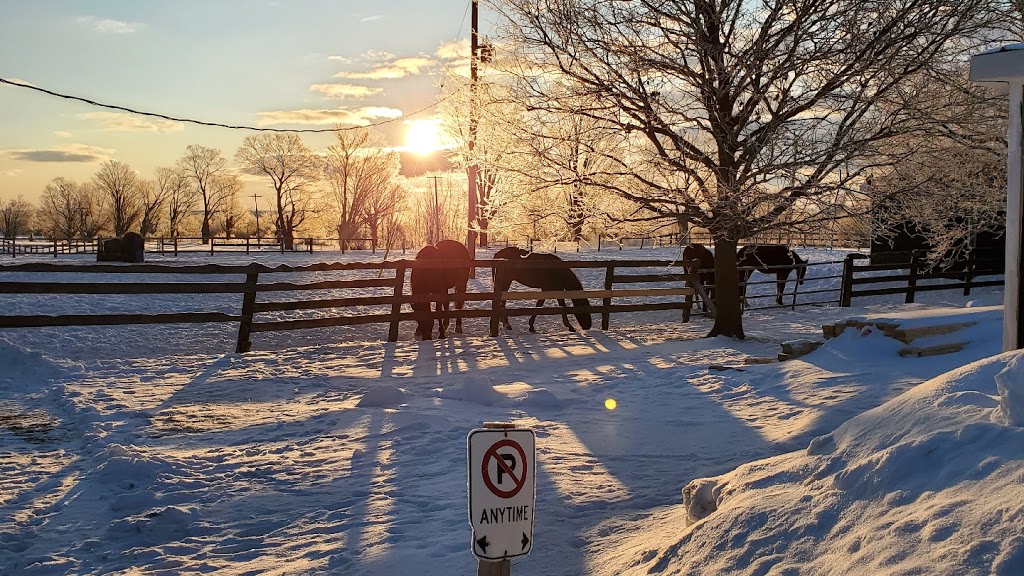 Wade Stable | 221 Algonquin Rd, Little Britain, ON K0M 2C0, Canada | Phone: (705) 328-5433