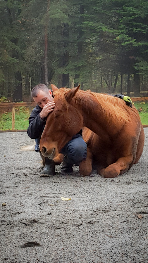 Stable Horse Training and Rehabilitation | 26136 Dewdney Trunk Rd, Maple Ridge, BC V2W 1A2, Canada | Phone: (604) 315-1517