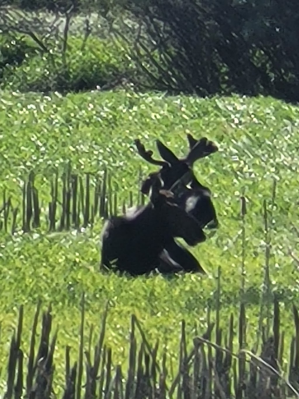 Old Man Creek Nursery | OLD MAN CREEK NURSERY, 53351, Range Rd 231, Edmonton, AB T8A 4V2, Canada | Phone: (780) 442-5311