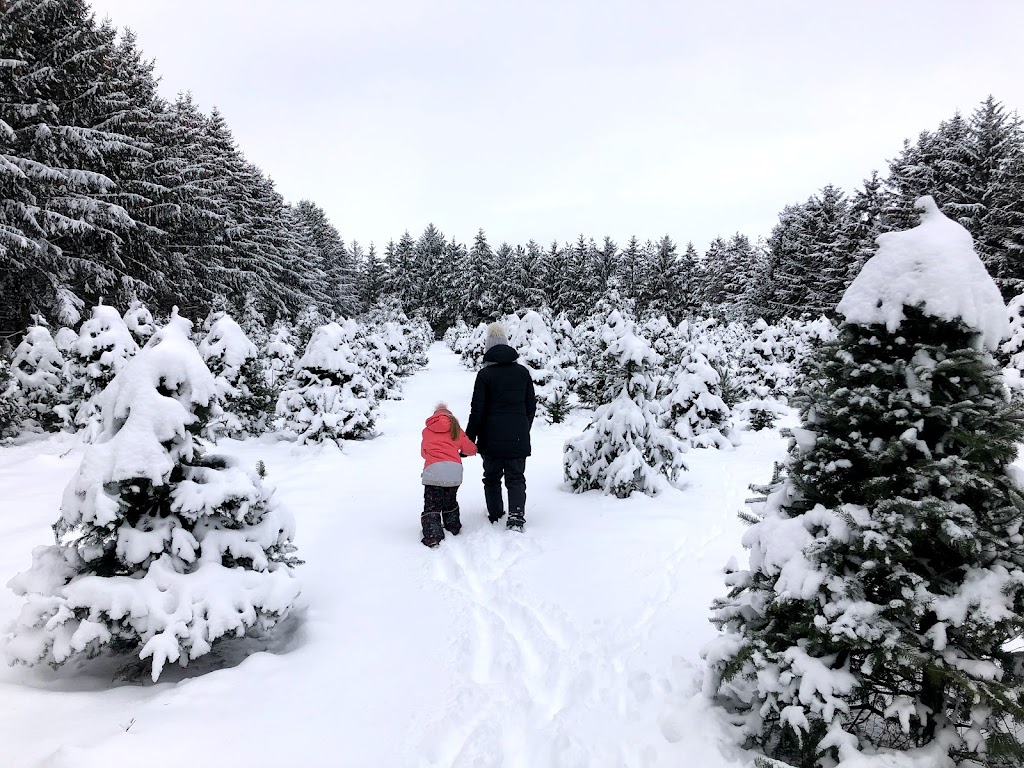 Les sapins de Noël.com autocueillette de sapin de noel | 2640 Mnt Bullock, Henryville, QC J0J 1E0, Canada | Phone: (514) 809-4442