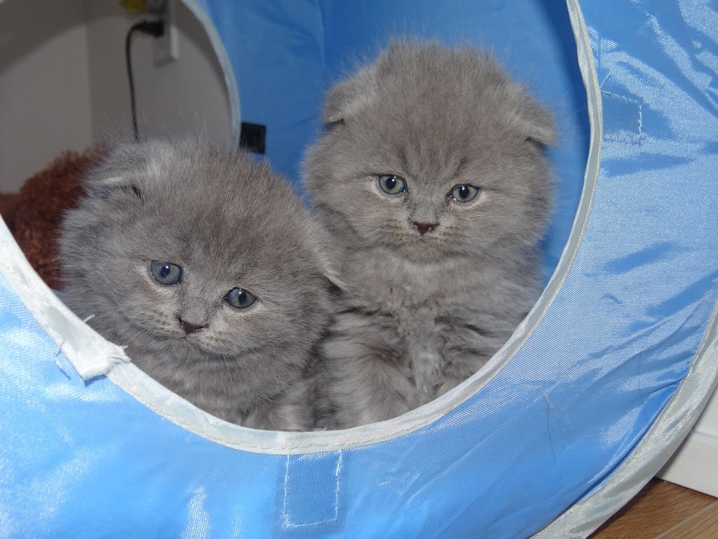 Breeder Smartcats Canada | Code Cres, Carleton Place, ON K7C 0A4, Canada | Phone: (819) 665-2604