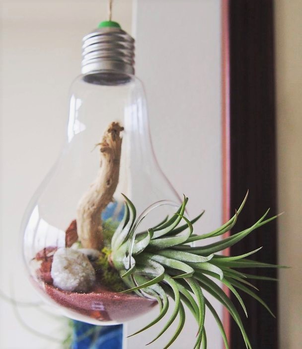 Daves Air Plant Corner (Appointment-only Pick-up Location) | 90 Crockamhill Dr Unit 20, Scarborough, ON M1S 2K9, Canada | Phone: (647) 857-1537