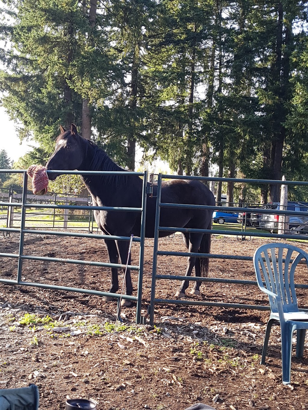 Mystic Waters Ranch | 19459 0 Ave, Surrey, BC V3Z 9R9, Canada | Phone: (604) 788-7524