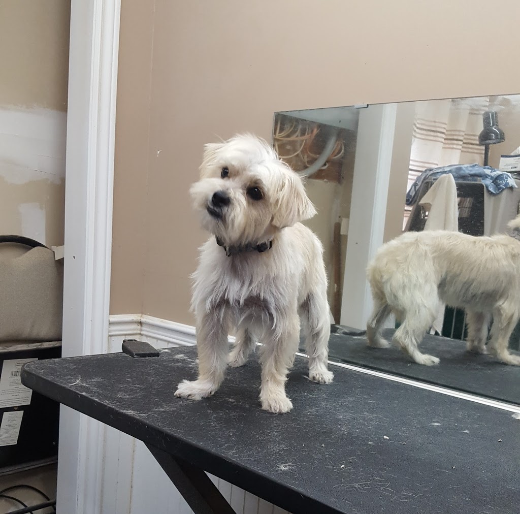 Cuddles And Clips Dog Grooming and Boarding With Doggy Daycare | 23 Hutchinson (formally)#65, Lowbanks, ON N0A 1K0, Canada | Phone: (289) 209-8323