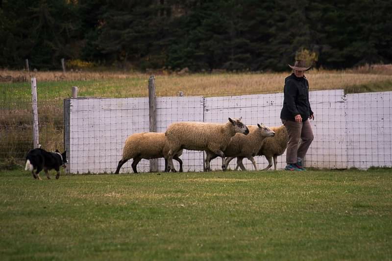 Chien Sans Frontière | 363 Rang dOrvilliers, Sainte-Anne-de-la-Pérade, QC G0X 2J0, Canada | Phone: (438) 274-0139