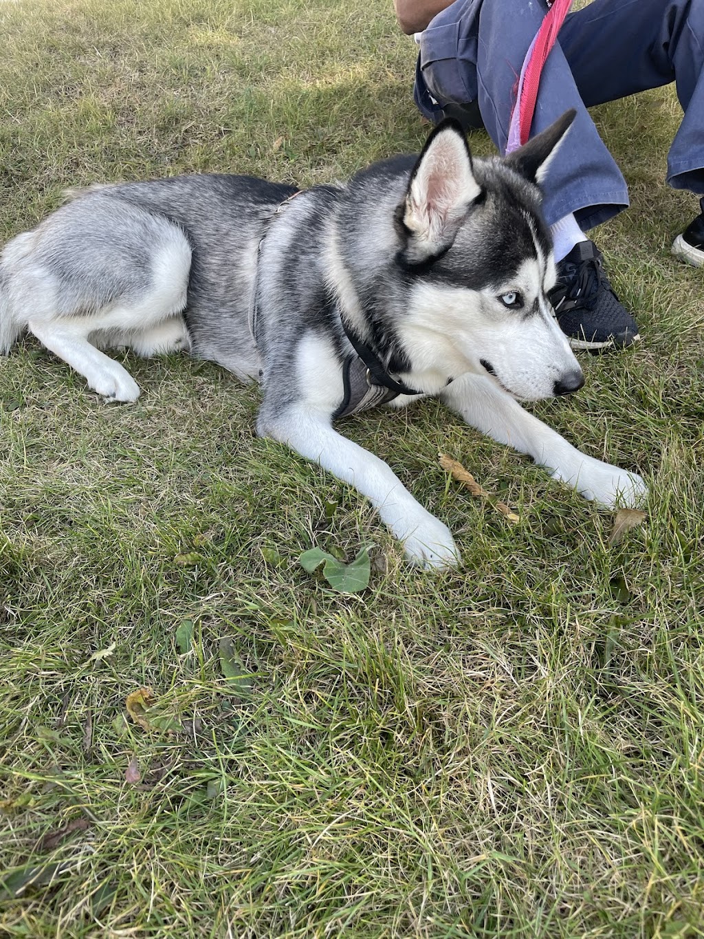 Release The Leash Dog Training | 32 The Heights Dr, North York, ON M3C 1Y4, Canada | Phone: (416) 302-6009