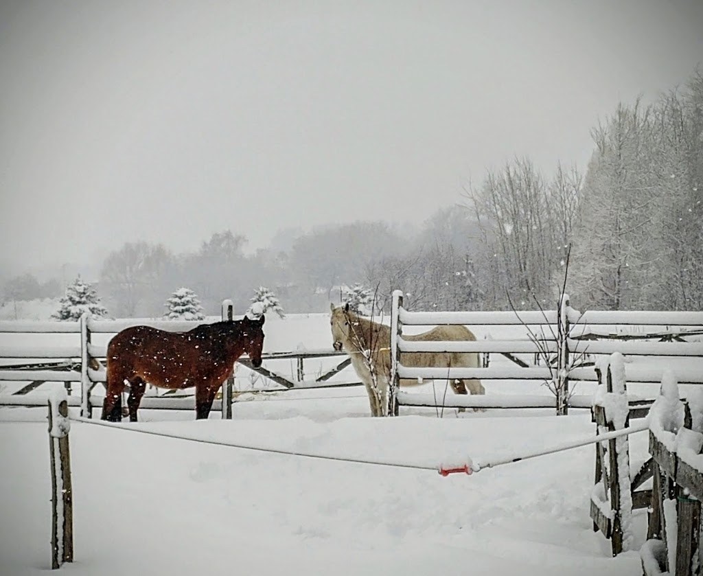 Ecurie Black River Ranch | 852 Rang de la Rivière S, Sainte-Cécile-de-Milton, QC J0E 2C0, Canada | Phone: (514) 592-6571