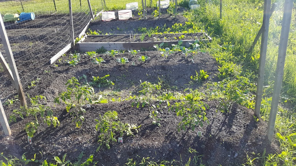 Orleans Community Garden | 3350 St Joseph Blvd, Orléans, ON K1C 1T1, Canada