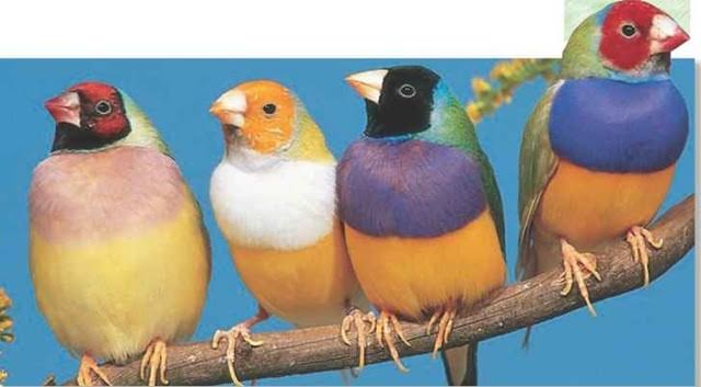 Toronto Gouldian Finches | 168 Aylesworth Ave, Scarborough, ON M1N 2J6, Canada | Phone: (306) 850-4813