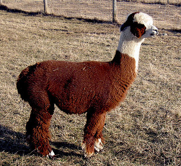 Alpacas Belarroyo | 9701 Rang de la Fresnière, Mirabel, QC J7N 2R8, Canada | Phone: (450) 258-2816