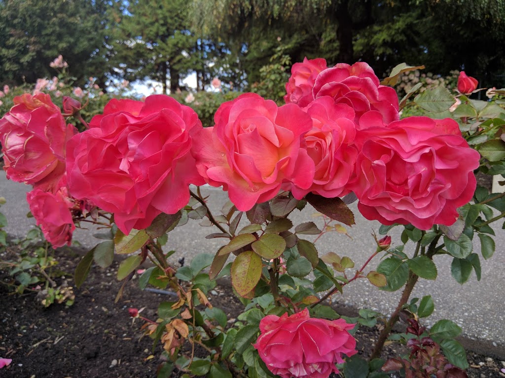 Burnaby Mountain Centennial Rose Garden | 100 Centennial Way, Burnaby, BC V5A 2X9, Canada | Phone: (604) 294-7450