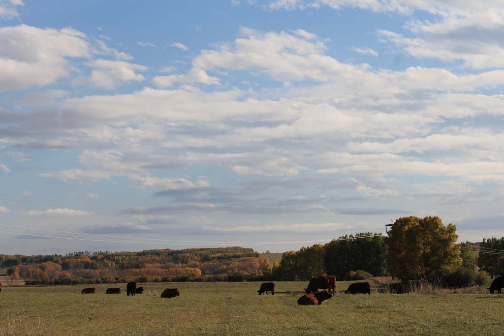 Mader Ranches | Range Rd 32, Carstairs, AB T0M 0N0, Canada | Phone: (403) 337-4014