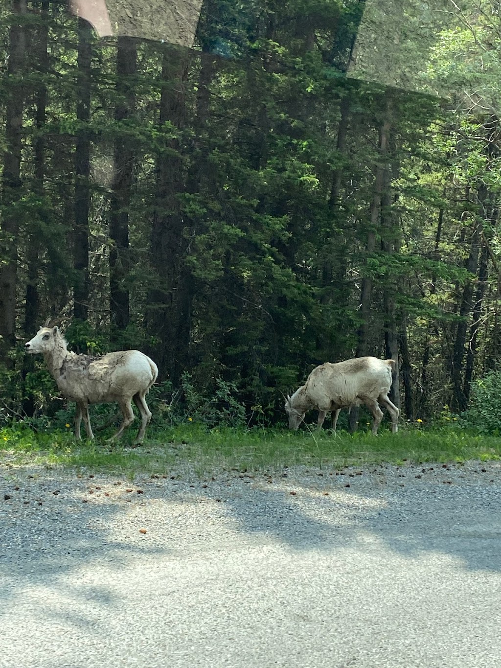 Open Top Touring | 138 Banff Ave, Banff, AB T1L 1A7, Canada | Phone: (877) 258-6877