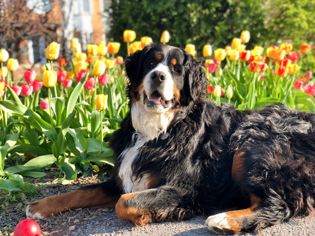 les compagnons de vie | 2261 Rte du Président-Kennedy, Saint-Isidore, QC G0S 2S0, Canada | Phone: (418) 952-5078