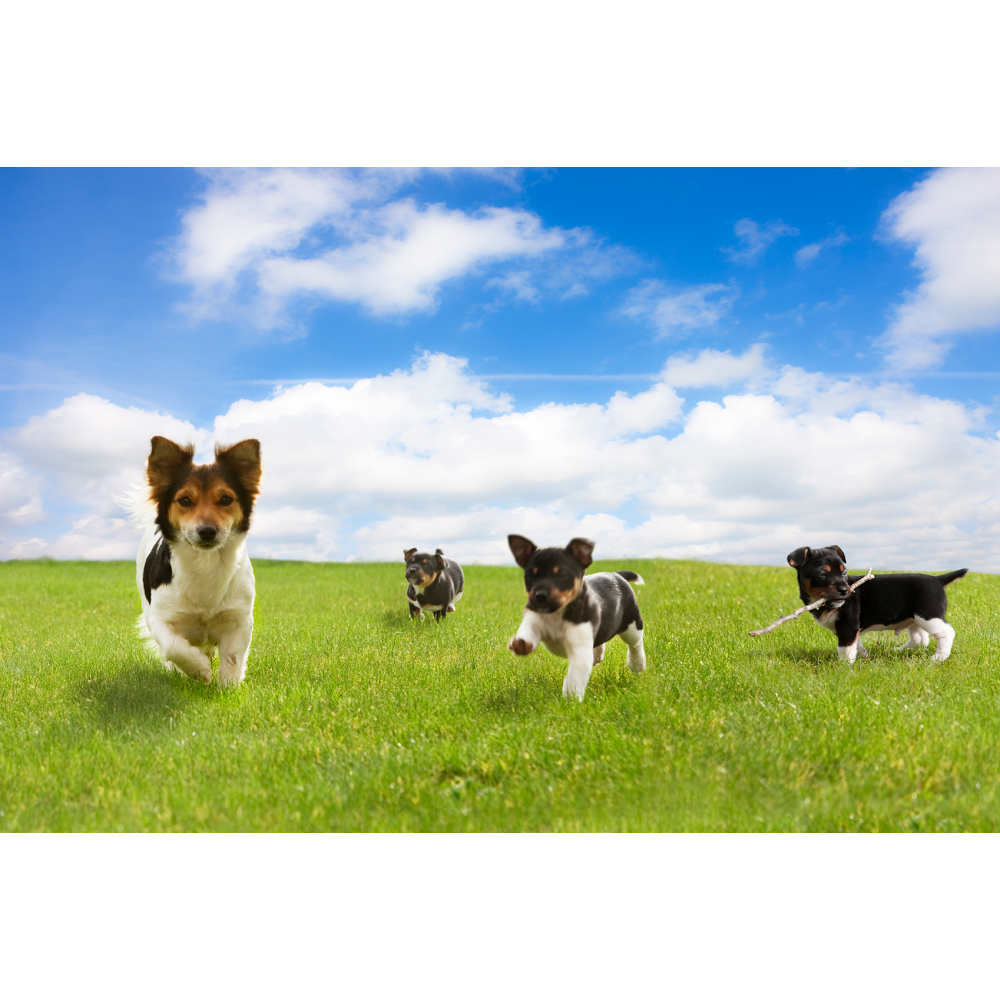 Sit Happens Dog Training Inc. | 1446 Denise Pl, Port Coquitlam, BC V3C 2W5, Canada | Phone: (604) 908-0256