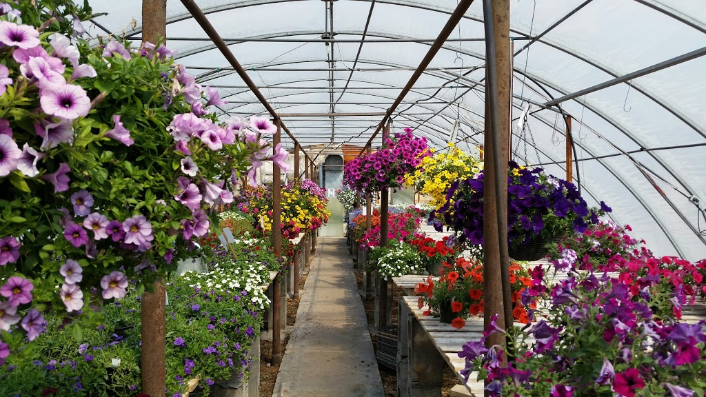 Silver Creek Greenhouses | Camrose County No. 22, AB T0B 3L0, Canada | Phone: (780) 855-3988