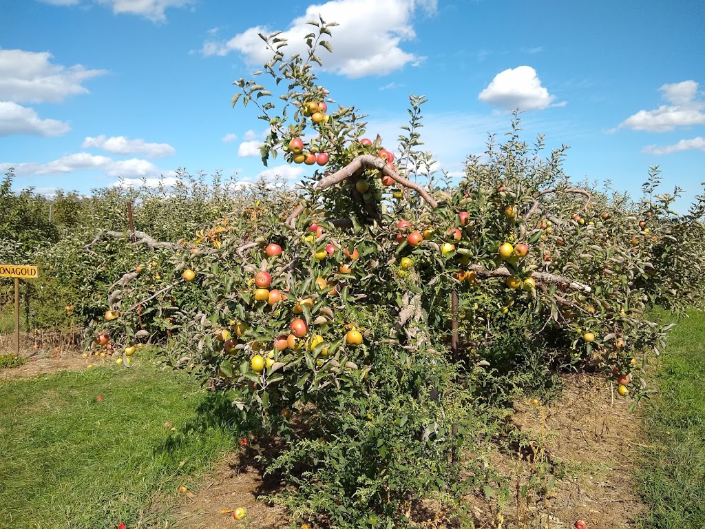 Brantview Apples And Cider | 225 Howell Rd, Saint George, ON N0E 1N0, Canada | Phone: (519) 448-1323