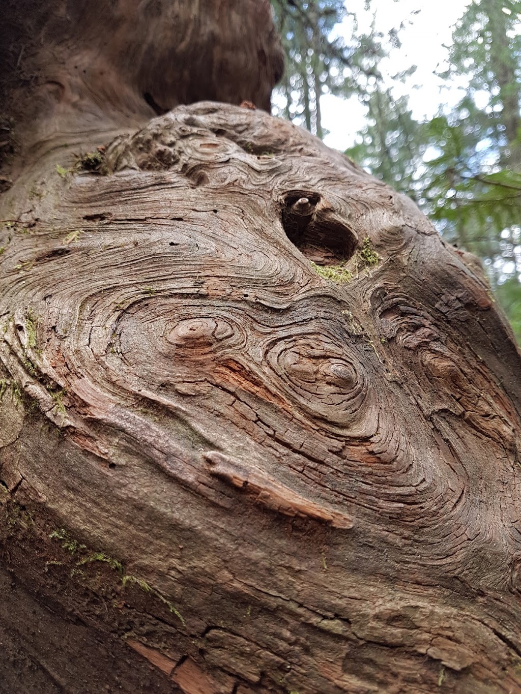 Francis King Regional Park - Main Parking Lot | Munn Rd, Saanich, BC V9E, Canada