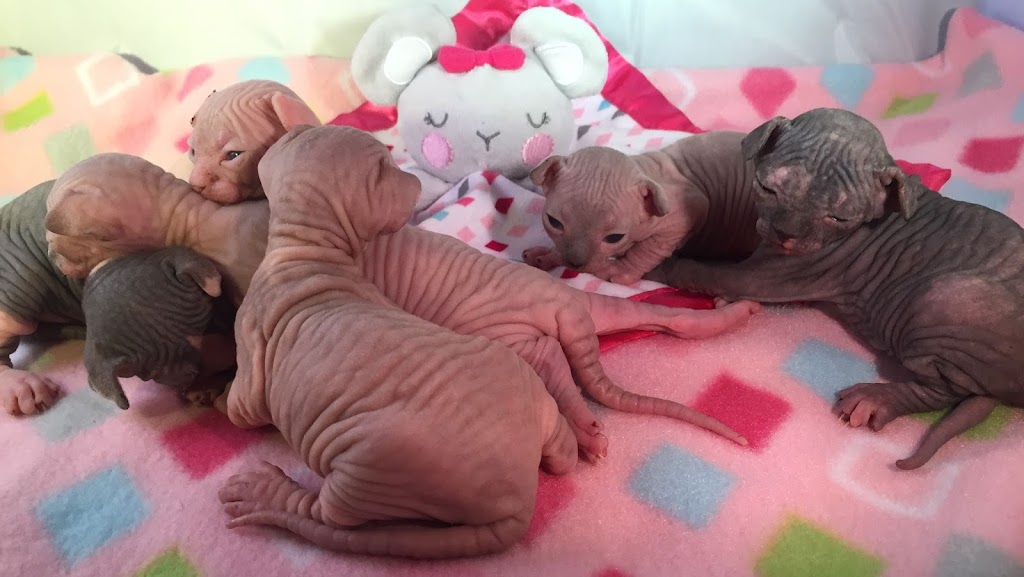 Chatterie Sphynx | Rte Arthur Sauvé, Mirabel, QC J7N 2W4, Canada | Phone: (438) 821-8348