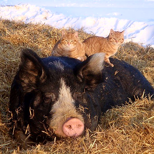 Cobblestone Farm Berkshire Pigs | Box 92, Imperial, SK S0G 2J0, Canada | Phone: (306) 715-2042