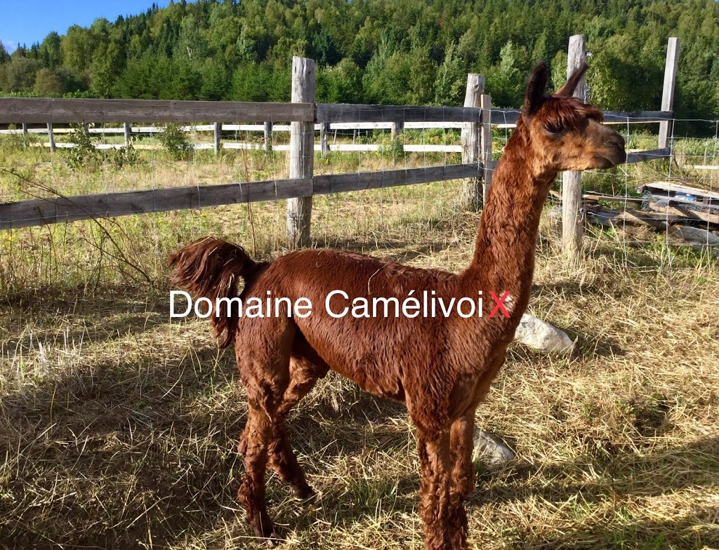 Domaine Camélivoix | 41 Rang Saint Jean Baptiste, La Malbaie, QC G5A 2E4, Canada | Phone: (514) 912-0820