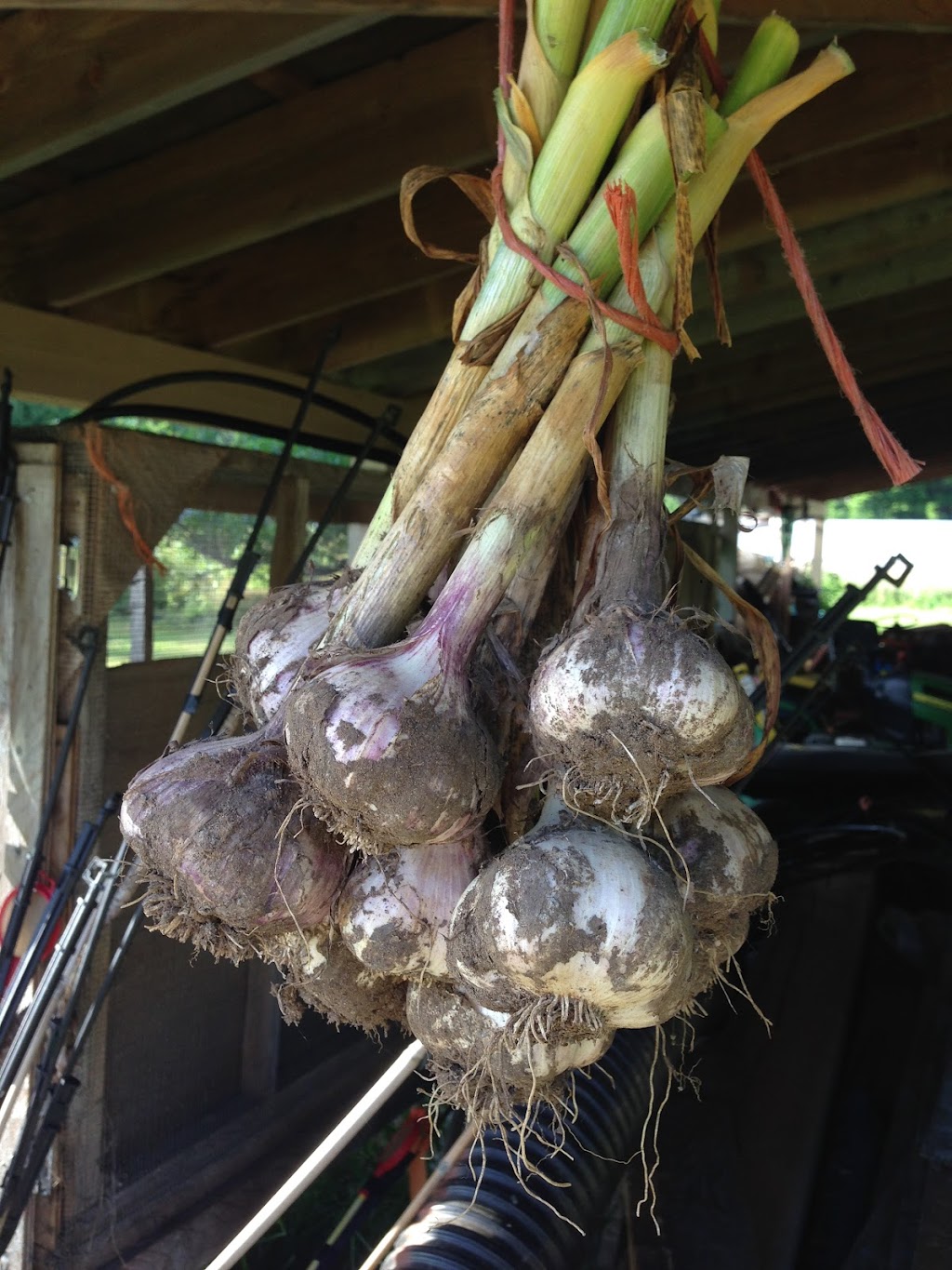 SUMMERBERRIES FARM | 2164 Coleman Rd, Courtenay, BC V9J 1T8, Canada | Phone: (250) 871-5566