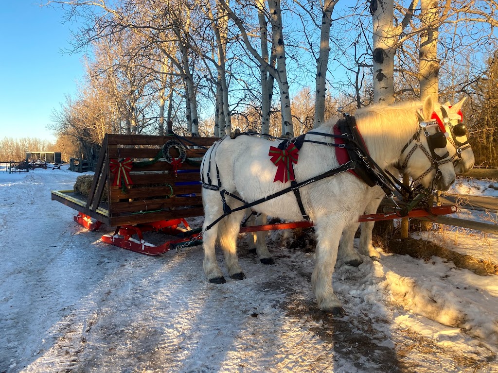 Iron Horse Turtle Ranch Carriage and Sleigh Service | 51222 RR# 224, Sherwood Park, AB T8C 1H3, Canada | Phone: (780) 718-7734
