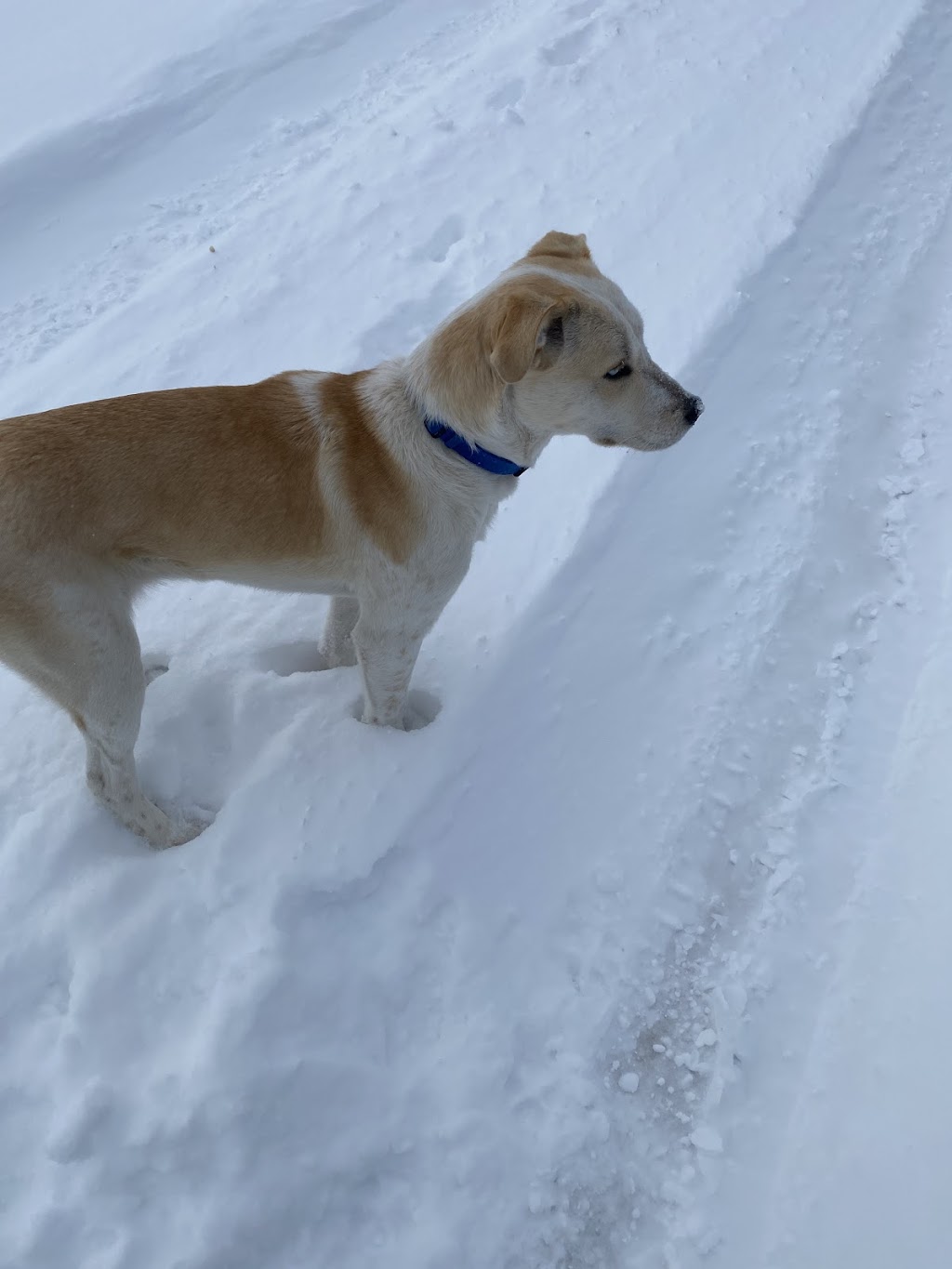 Manitoba Great Pyrenees Rescue | 20 Main St S, New Bothwell, MB R0A 1C0, Canada | Phone: (204) 771-8045