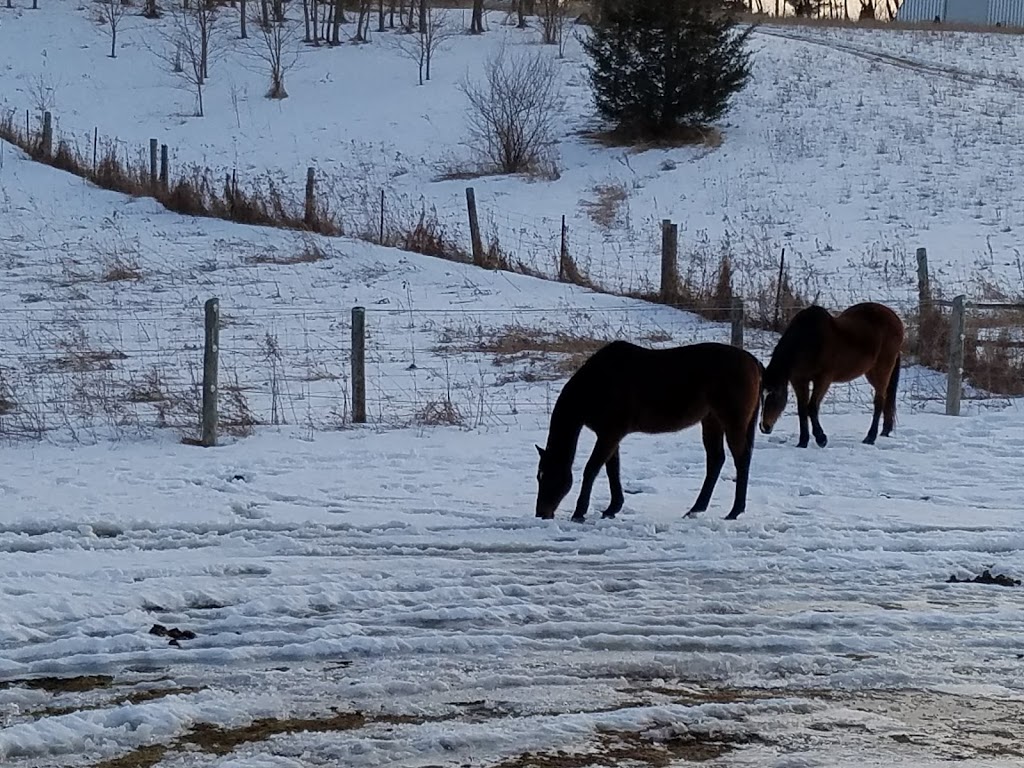 Horse Spirit Connections | 10th Side Rd, Tottenham, ON L0G 1W0, Canada | Phone: (416) 520-6276