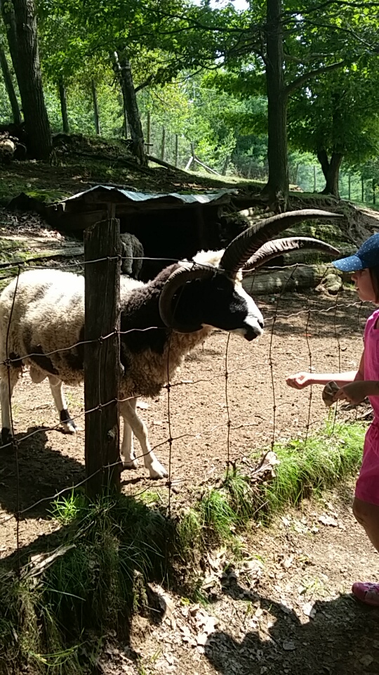 Zoo St-Édouard | 3381 Rang des Chutes, Saint-Édouard-de-Maskinongé, QC J0K 2H0, Canada | Phone: (819) 268-5150