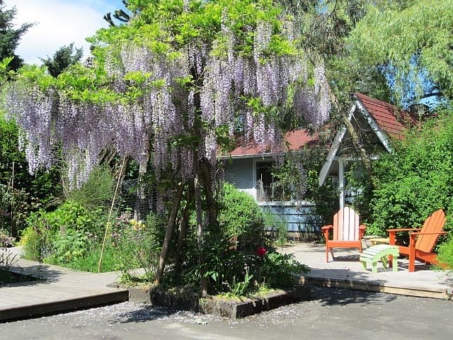 Wisteria Guest House | 224 Park Dr, Salt Spring Island, BC V8K 2R6, Canada | Phone: (250) 537-5899