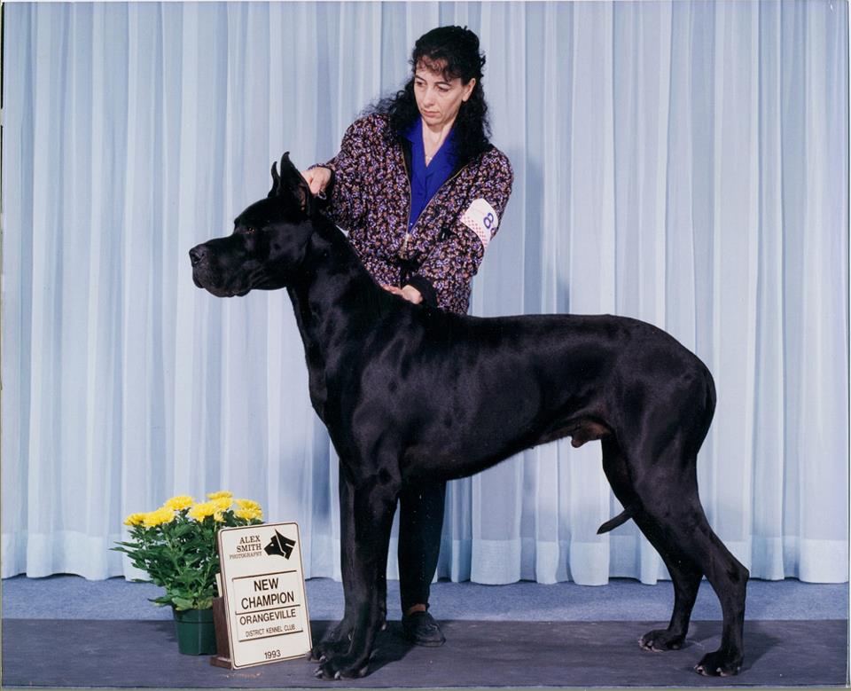 Great Danes & Bull Terriers by Strongbow Dog Breeder | 4594 ON-3, Sherkston, ON L0S 1R0, Canada | Phone: (905) 894-4809