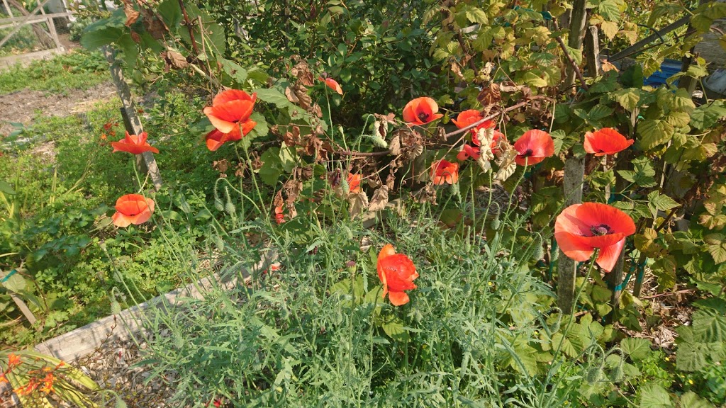 Colony Farm Community Gardens | Coquitlam, BC V3K, Canada